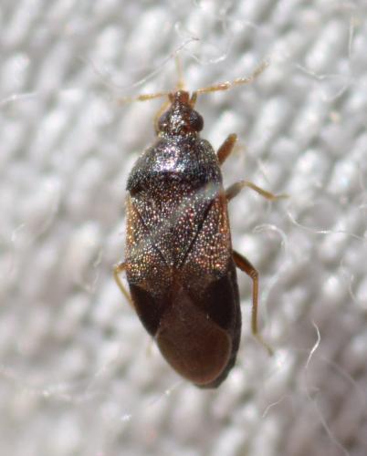 Réf. 184 670 : Cardiastethus nazarenus